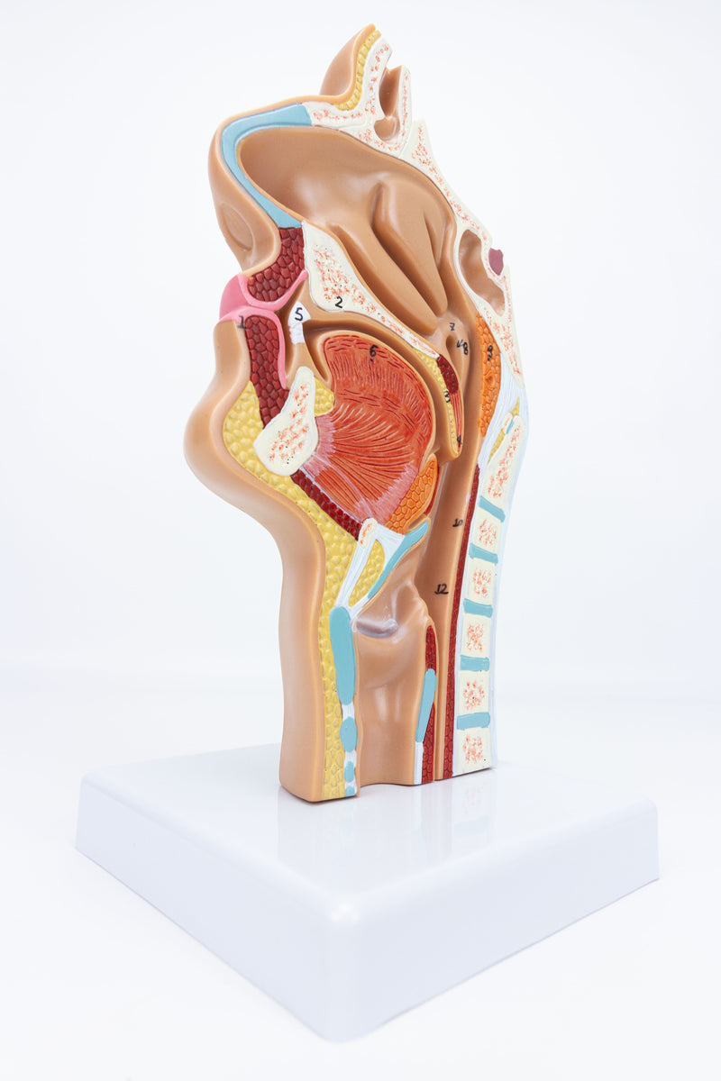 Загрузить изображение в просмотрщик галереи, Nasal and Oral Sinus Cross-Section Model