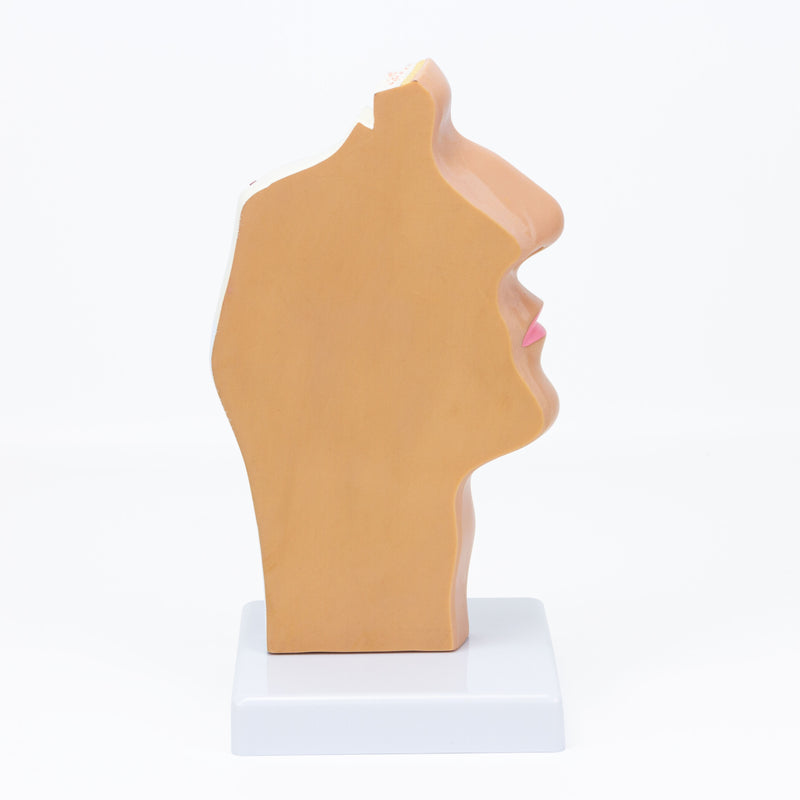 Загрузить изображение в просмотрщик галереи, Nasal and Oral Sinus Cross-Section Model