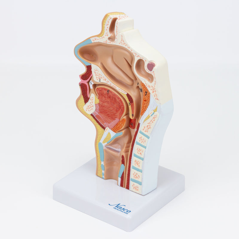 Загрузить изображение в просмотрщик галереи, Nasal and Oral Sinus Cross-Section Model