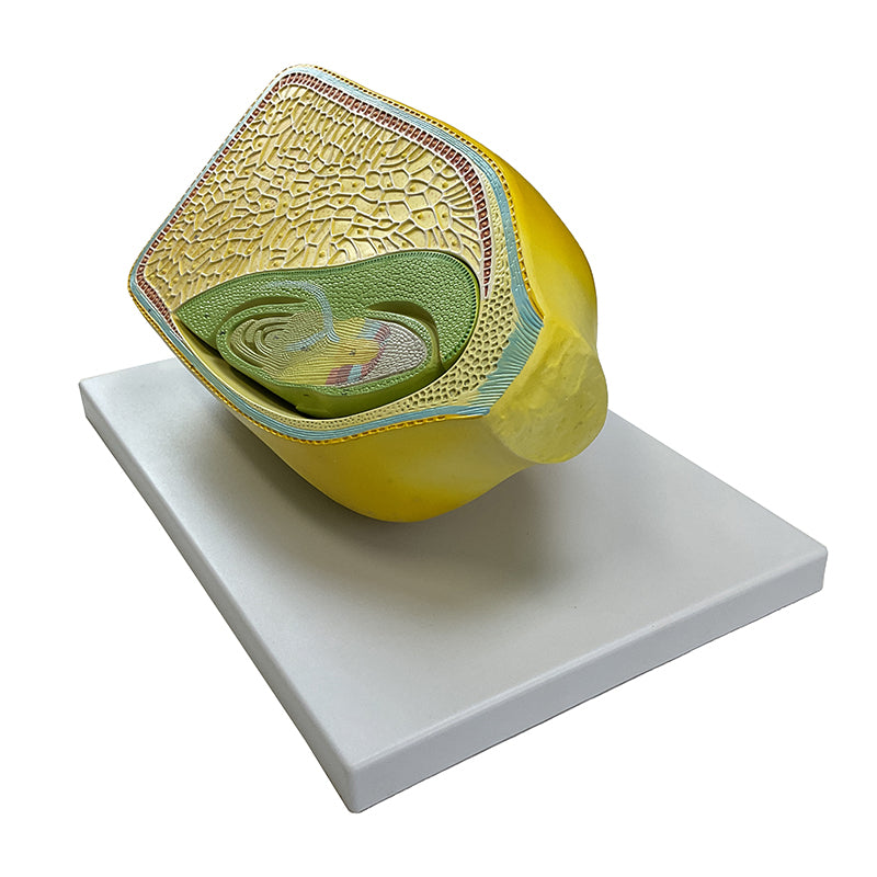 Load image into Gallery viewer, Corn Seed, 40X Enlarged Model, 2-Parts