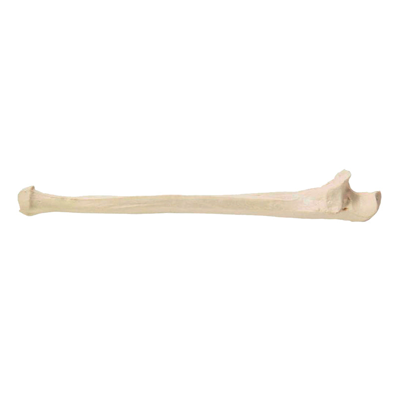 Load image into Gallery viewer, Ulna Model