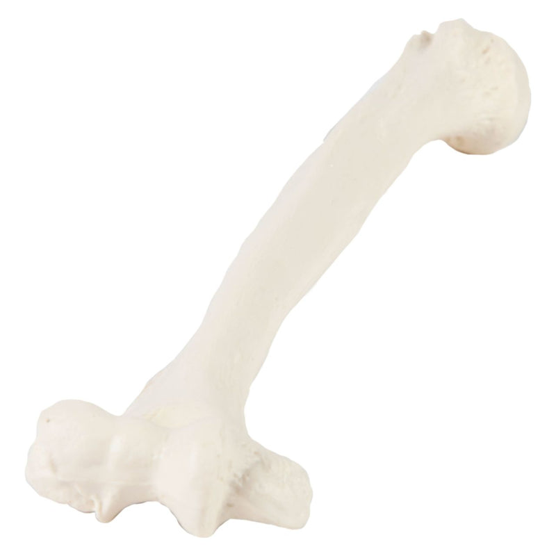 Load image into Gallery viewer, Humerus Model