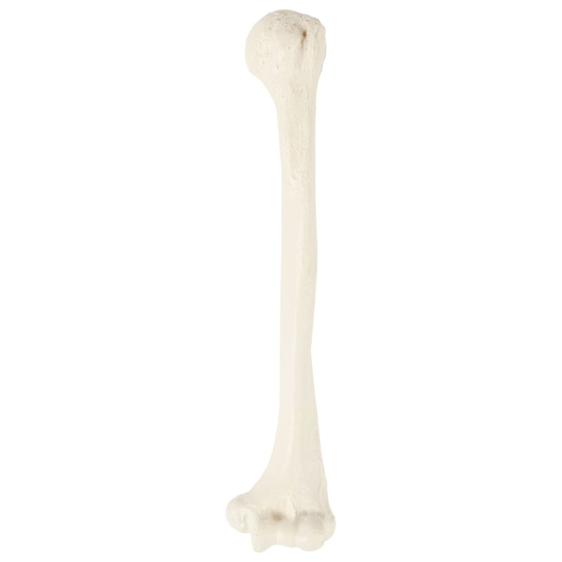 Load image into Gallery viewer, Humerus Model