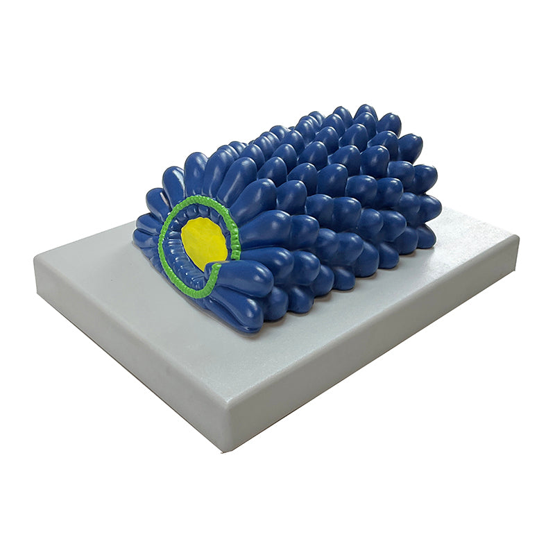 Load image into Gallery viewer, Tobacco Mosaic Virus Model, Enlarged