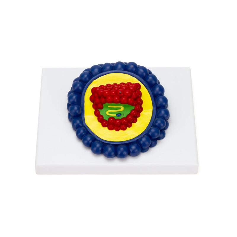Load image into Gallery viewer, HIV Virus Model, Enlarged
