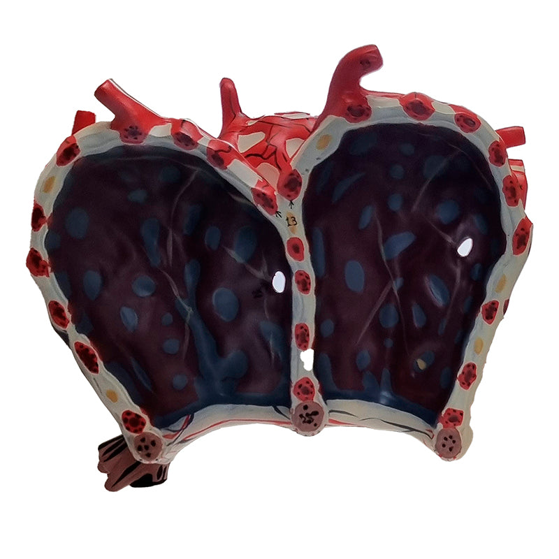 Tải hình ảnh vào trình xem Thư viện, Pulmonary Alveolus Model, 1000X Enlarged