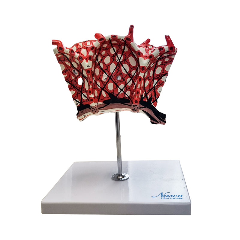 Tải hình ảnh vào trình xem Thư viện, Pulmonary Alveolus Model, 1000X Enlarged