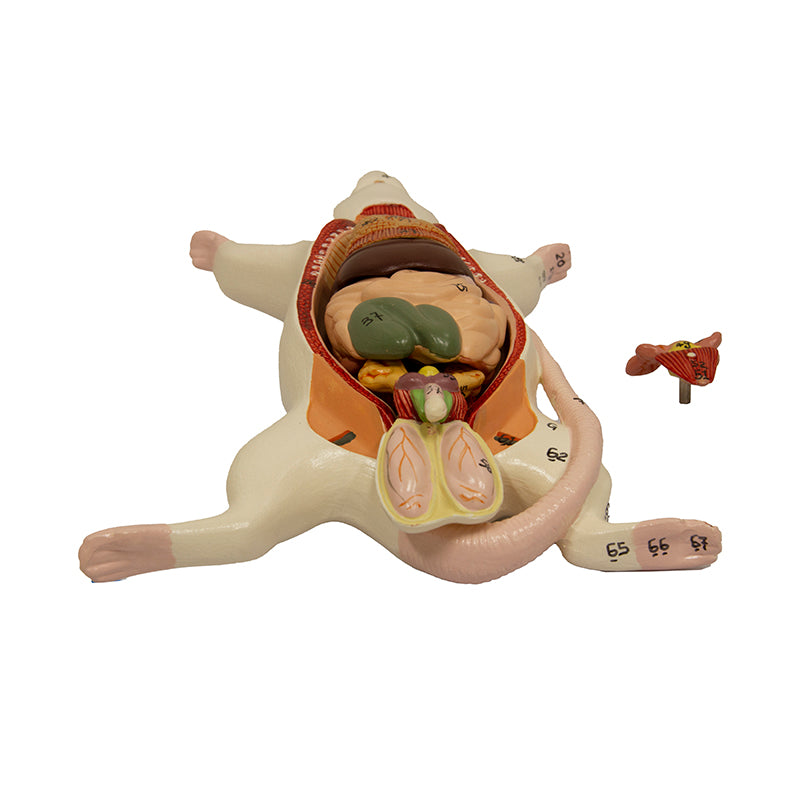 Load image into Gallery viewer, Mouse Anatomy Model, 6-Parts