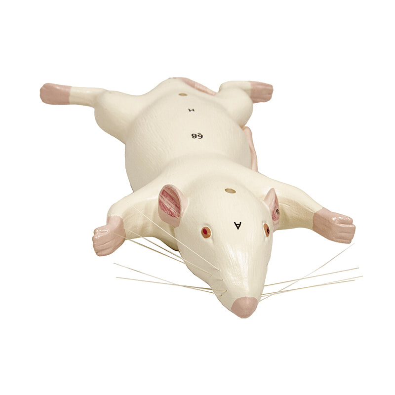 Load image into Gallery viewer, Mouse Anatomy Model, 6-Parts