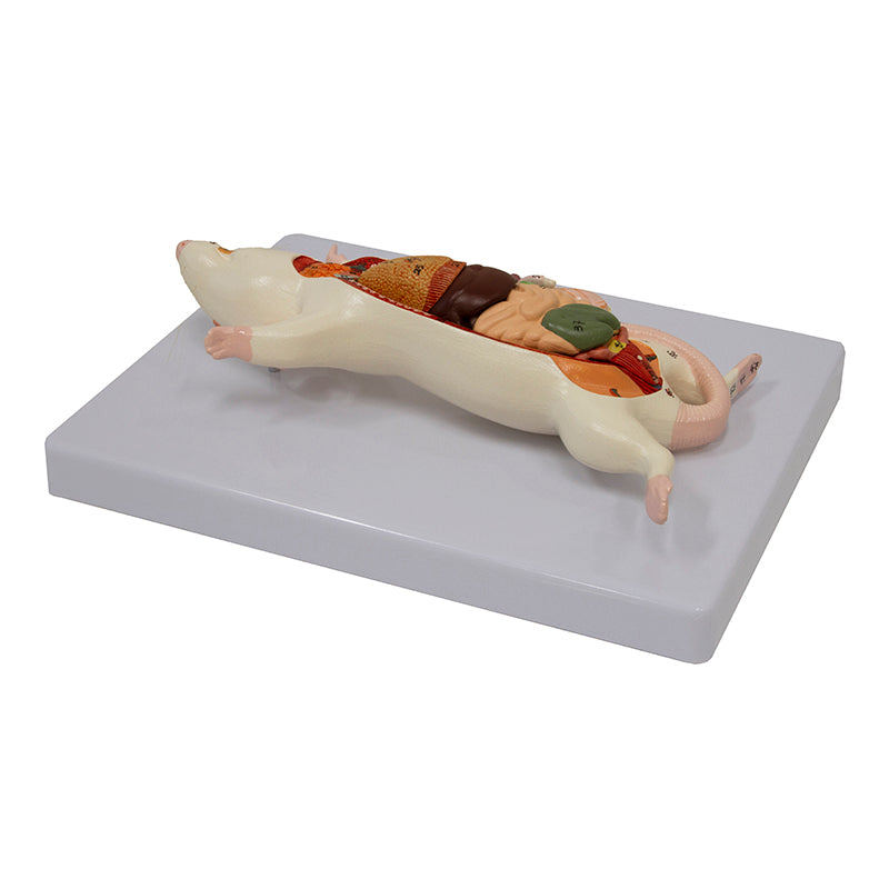 Load image into Gallery viewer, Mouse Anatomy Model, 6-Parts