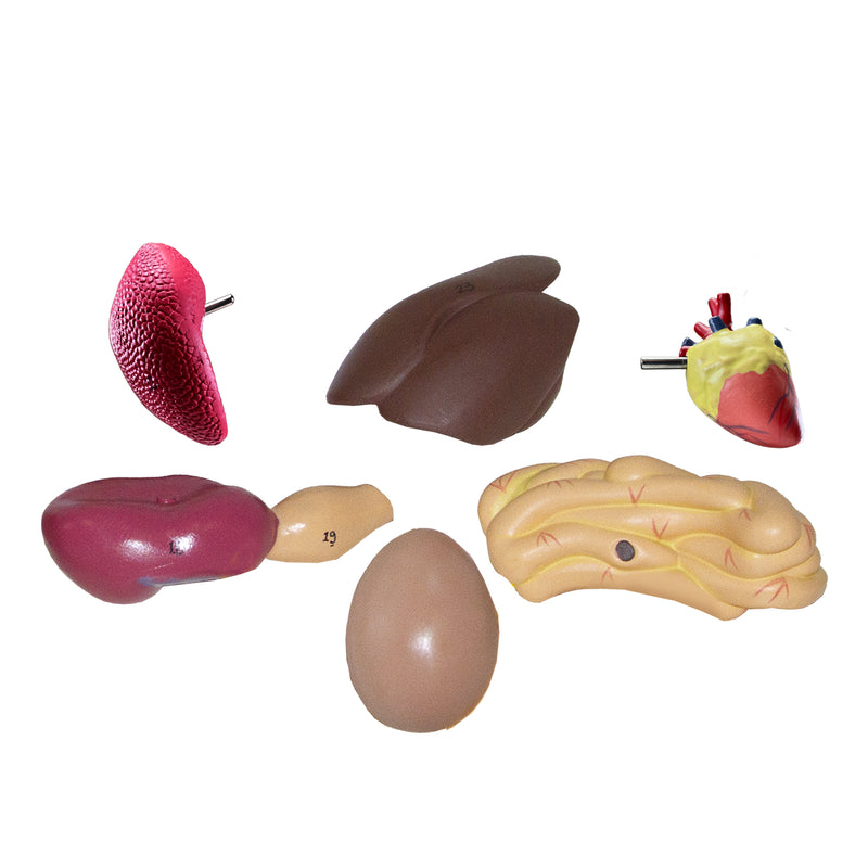 Load image into Gallery viewer, Chicken Anatomy Model, 8-Parts