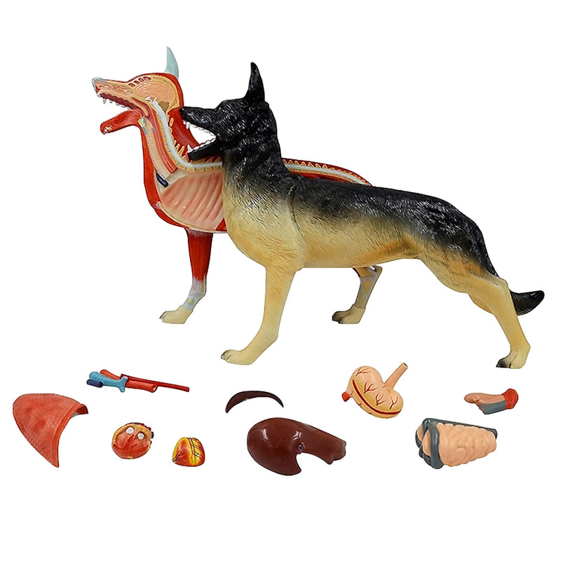 Load image into Gallery viewer, Canine Anatomy Model, 11-Parts