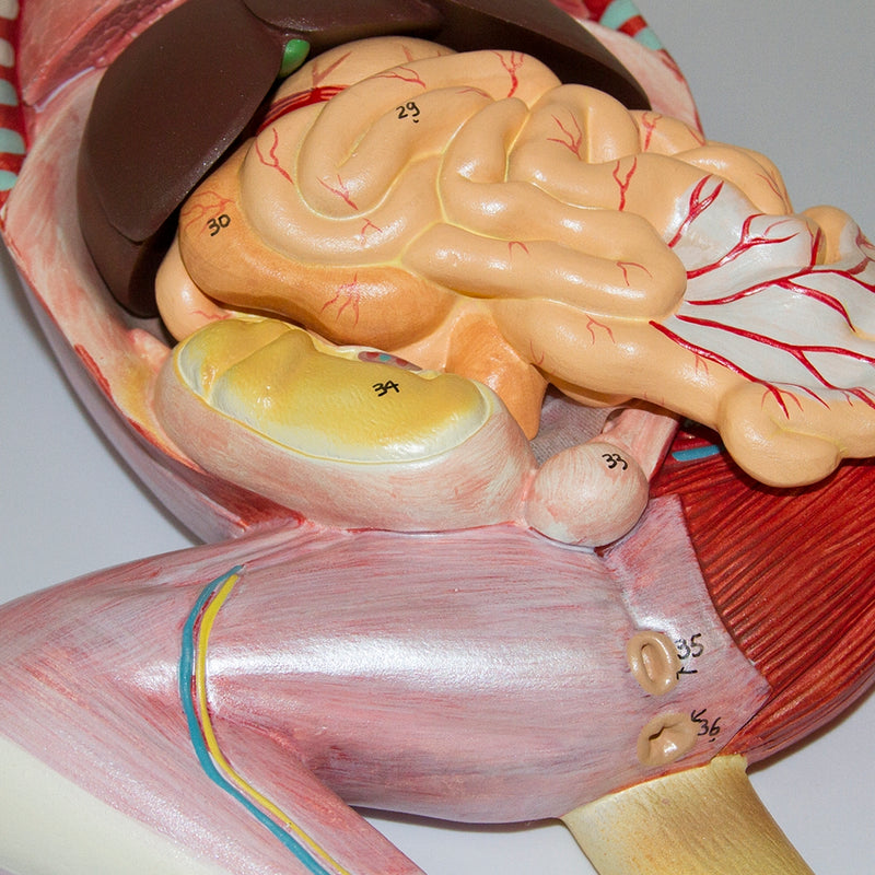 Load image into Gallery viewer, Feline Anatomy Model, 10-Parts