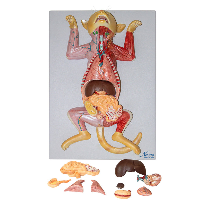 Load image into Gallery viewer, Feline Anatomy Model, 10-Parts