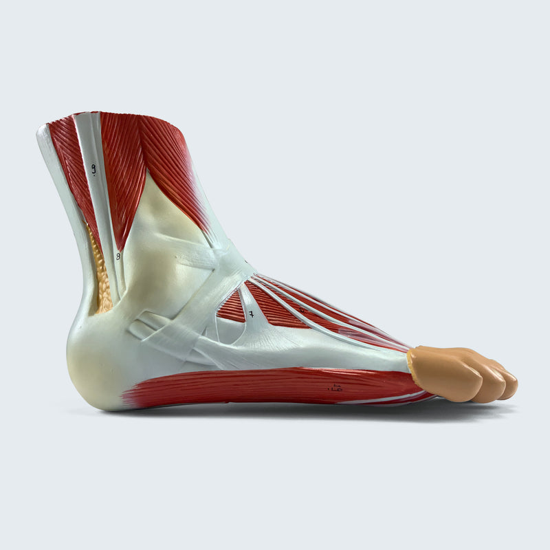Load image into Gallery viewer, Foot with Ligaments and Muscles Model