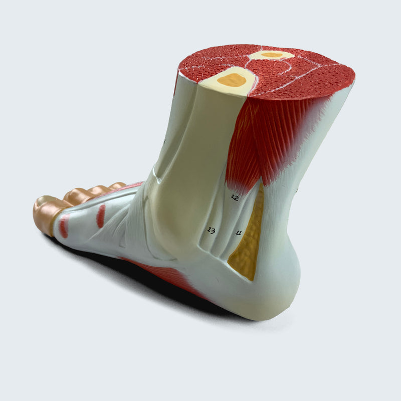 Load image into Gallery viewer, Foot with Ligaments and Muscles Model