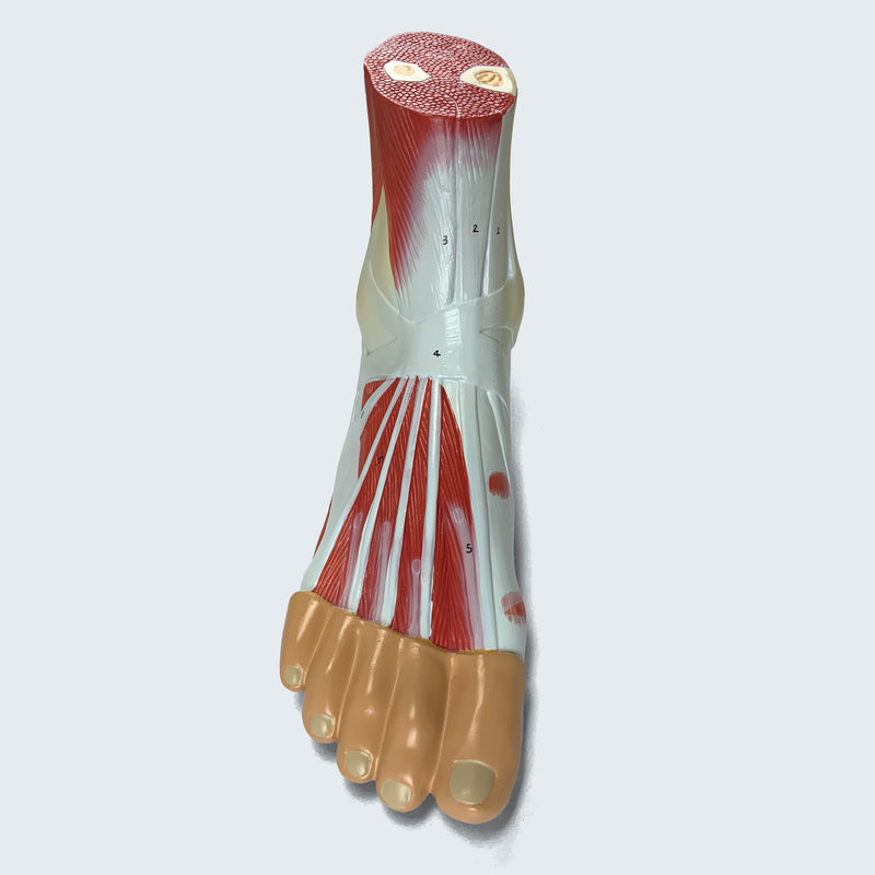 Load image into Gallery viewer, Foot with Ligaments and Muscles Model