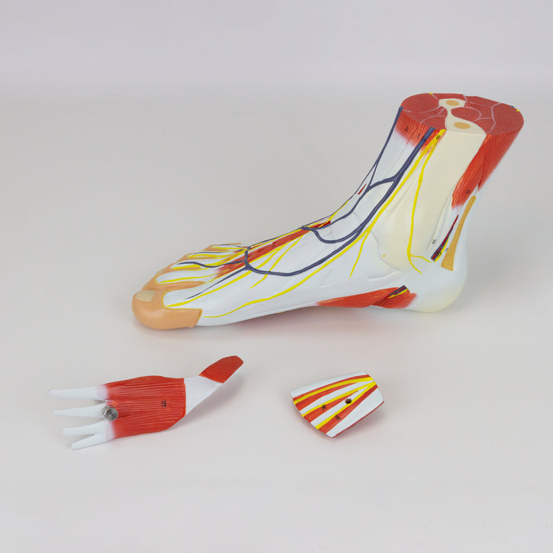 Load image into Gallery viewer, Foot with Vessels, Ligaments, and Muscles Model, 3-Parts