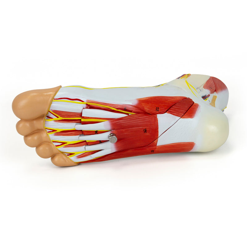 Load image into Gallery viewer, Foot with Vessels, Ligaments, and Muscles Model, 3-Parts