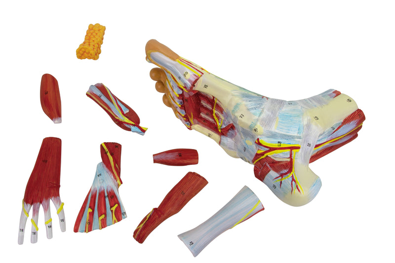 Load image into Gallery viewer, Foot Model, 9-Parts