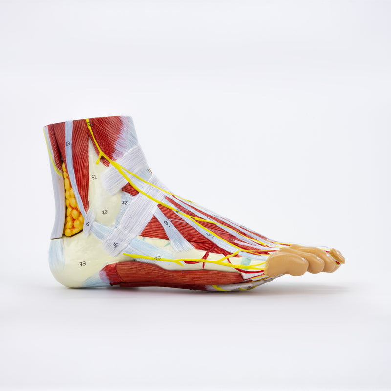 Load image into Gallery viewer, Foot Model, 9-Parts