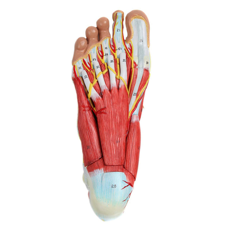 Load image into Gallery viewer, Foot Model, 9-Parts