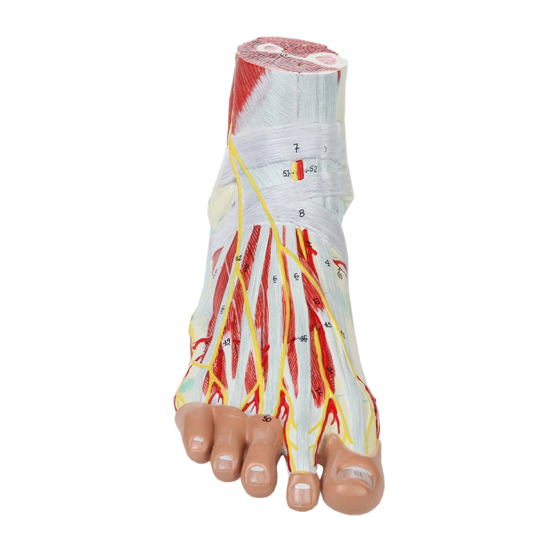 Load image into Gallery viewer, Foot Model, 9-Parts