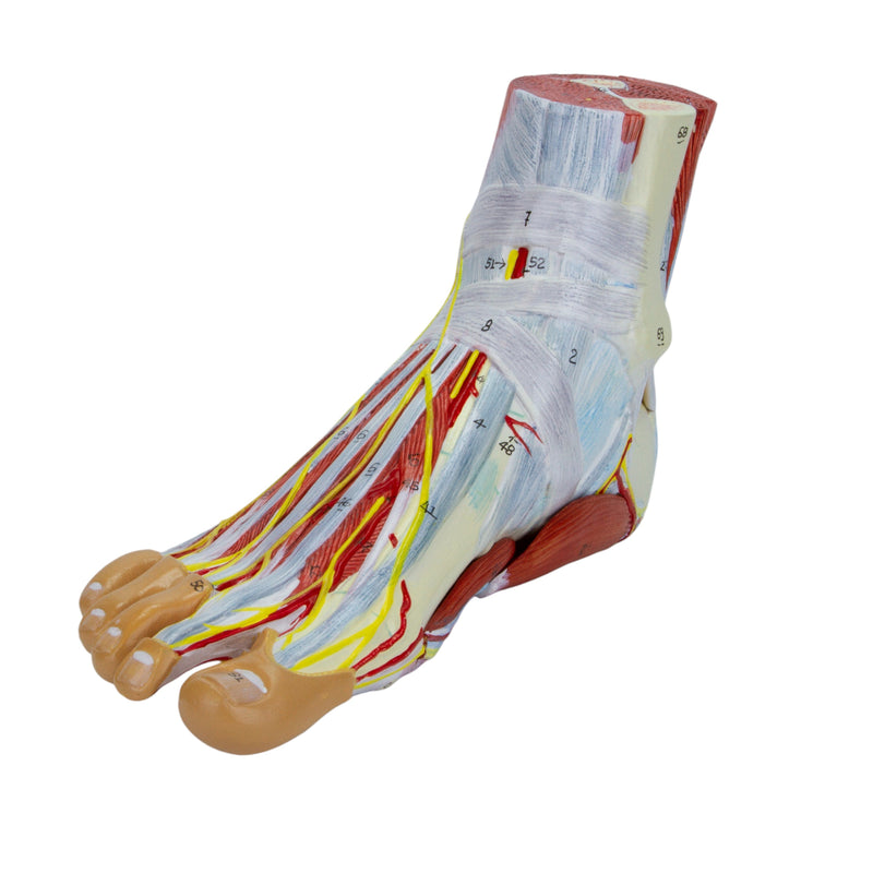 Load image into Gallery viewer, Foot Model, 9-Parts