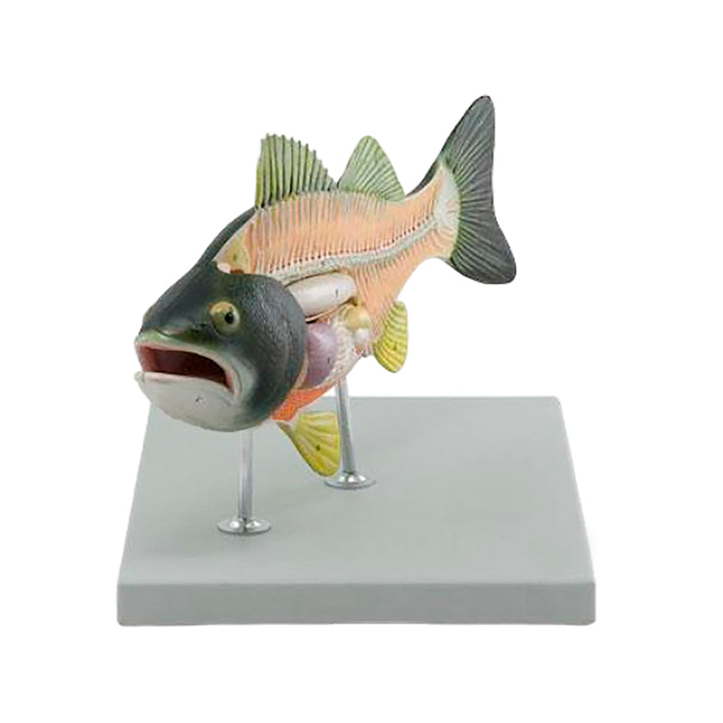 Load image into Gallery viewer, Fish Model, 5-Parts