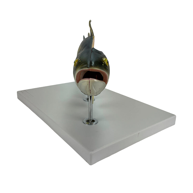 Load image into Gallery viewer, Fish Model, 5-Parts