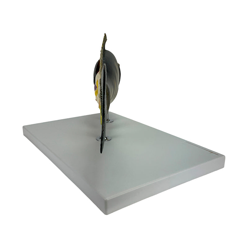 Load image into Gallery viewer, Fish Model, 5-Parts