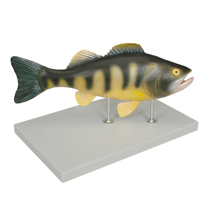 Load image into Gallery viewer, Fish Model, 5-Parts