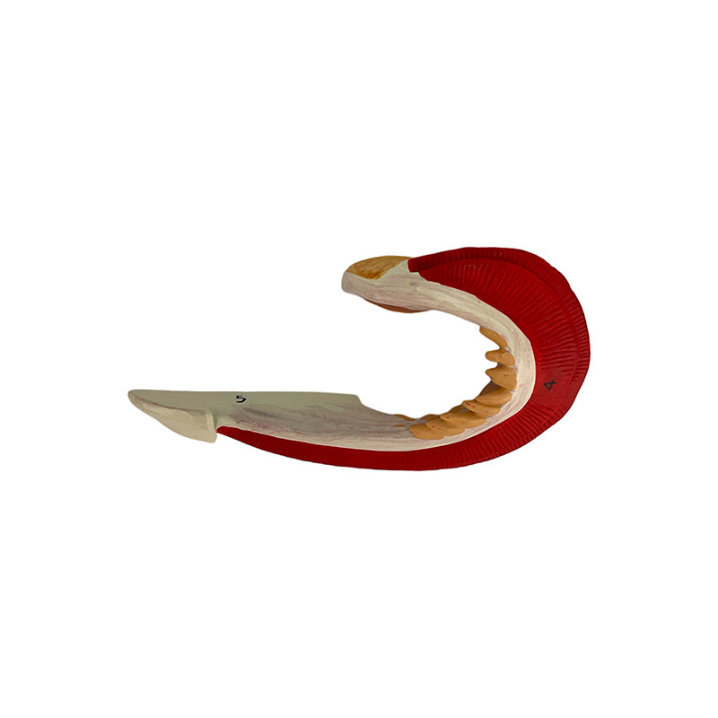 Load image into Gallery viewer, Fish Model, 5-Parts