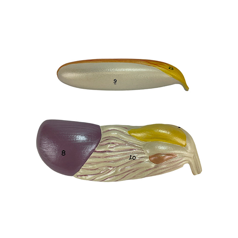 Load image into Gallery viewer, Fish Model, 5-Parts