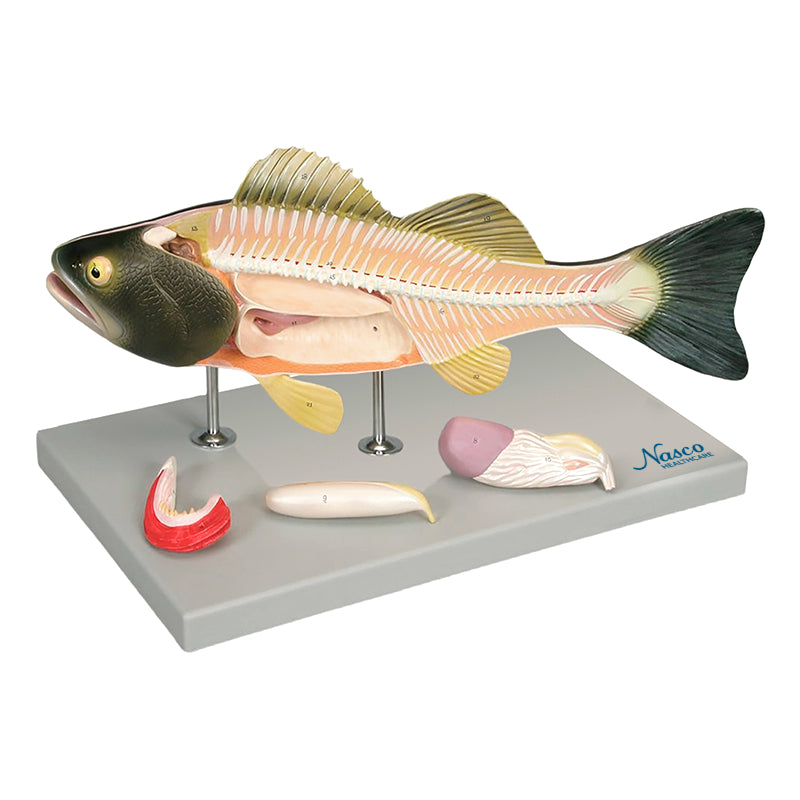 Load image into Gallery viewer, Fish Model, 5-Parts