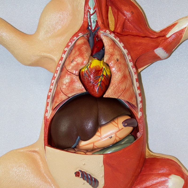 Load image into Gallery viewer, Domestic Pig Model, 10-Parts