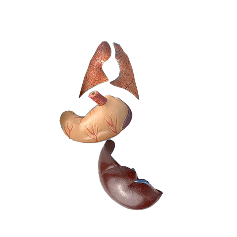 Load image into Gallery viewer, Domestic Pig Model, 10-Parts