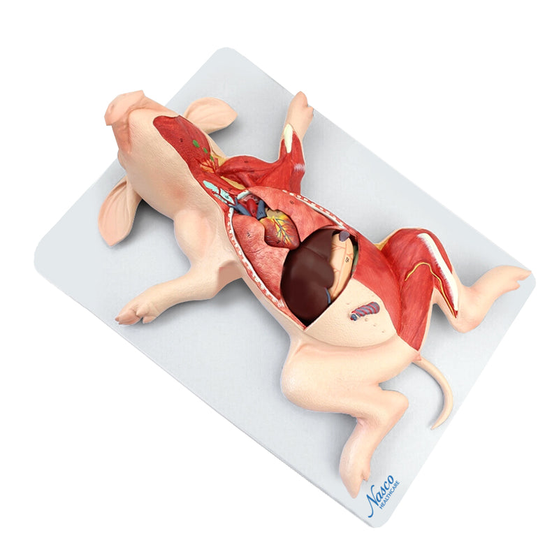 Load image into Gallery viewer, Domestic Pig Model, 10-Parts