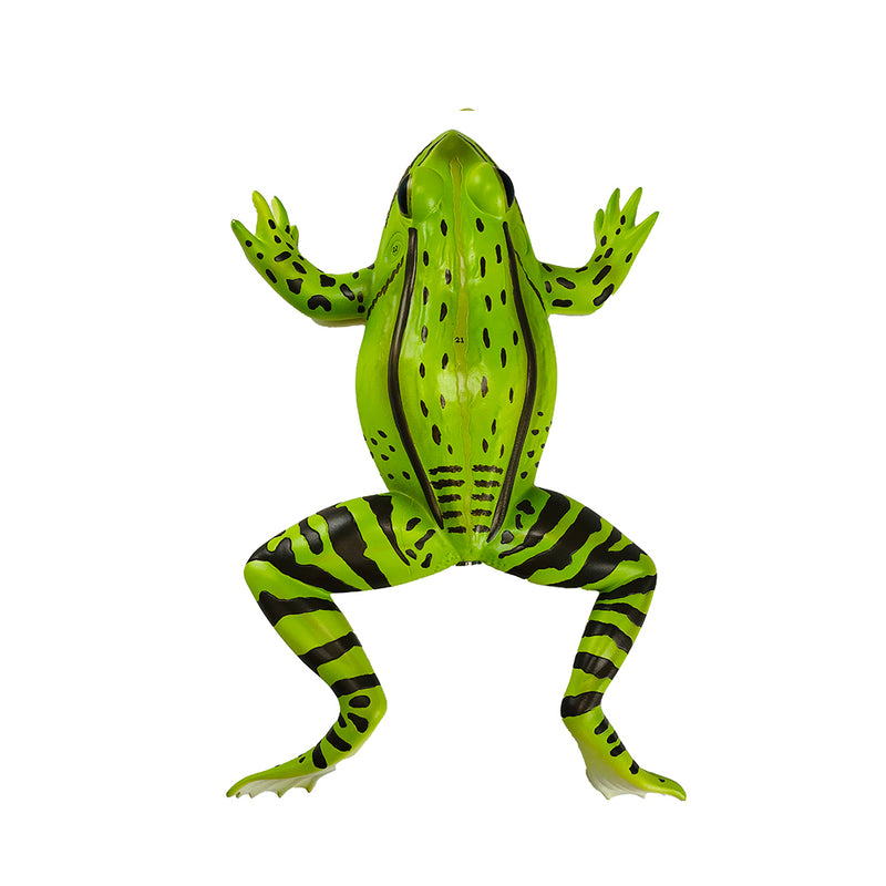 Load image into Gallery viewer, Frog Model, 3X Enlarged, 5-Parts