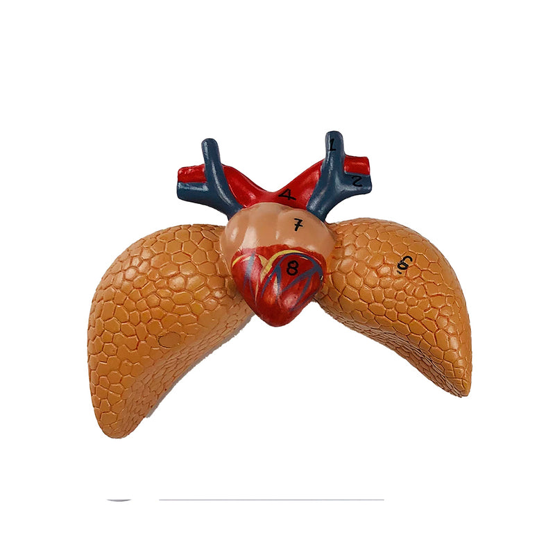 Load image into Gallery viewer, Frog Model, 3X Enlarged, 5-Parts