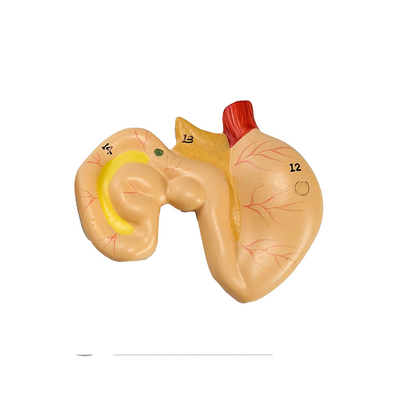 Load image into Gallery viewer, Frog Model, 3X Enlarged, 5-Parts