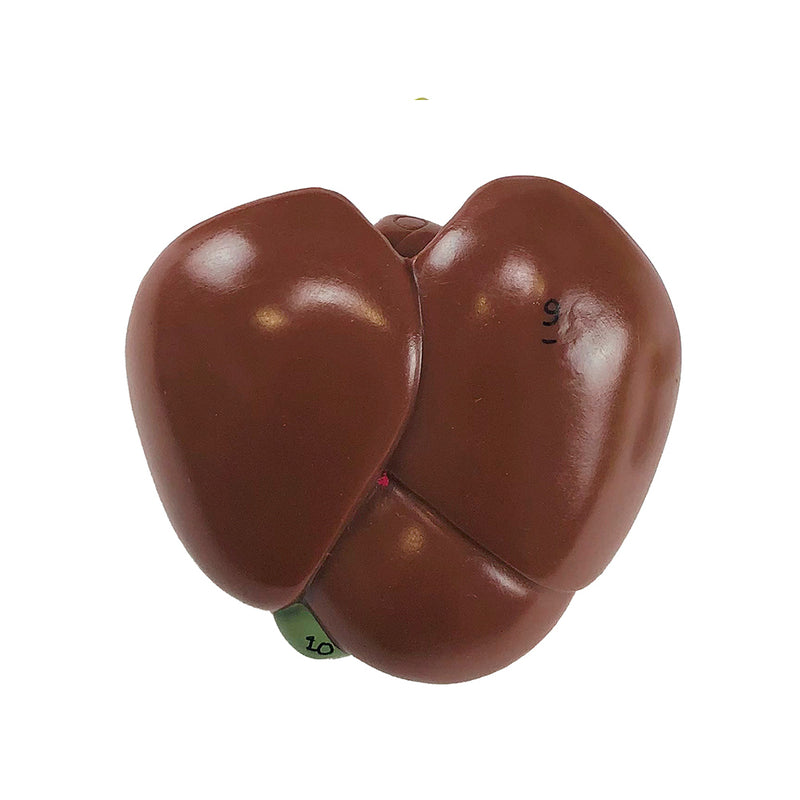 Load image into Gallery viewer, Frog Model, 3X Enlarged, 5-Parts