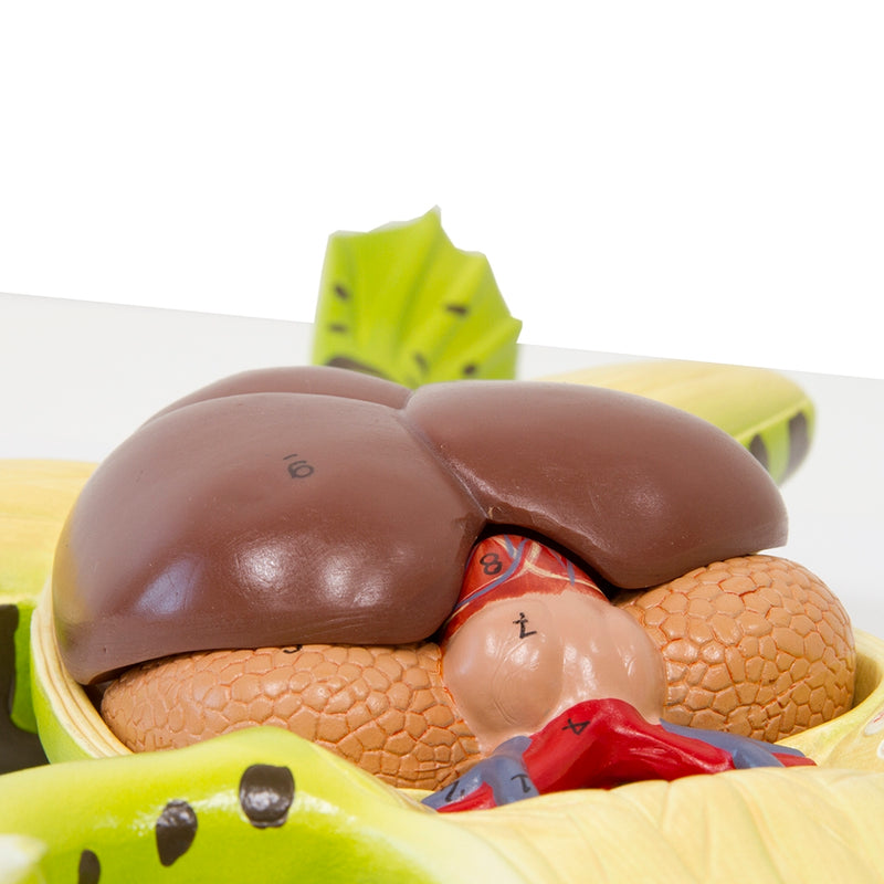 Load image into Gallery viewer, Frog Model, 3X Enlarged, 5-Parts