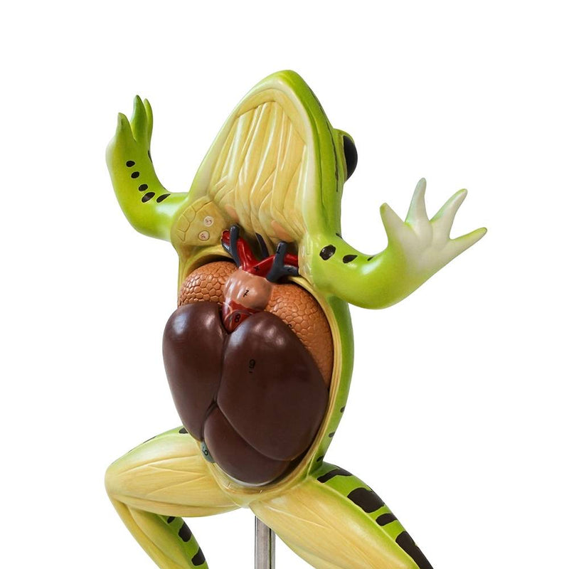 Load image into Gallery viewer, Frog Model, 3X Enlarged, 5-Parts