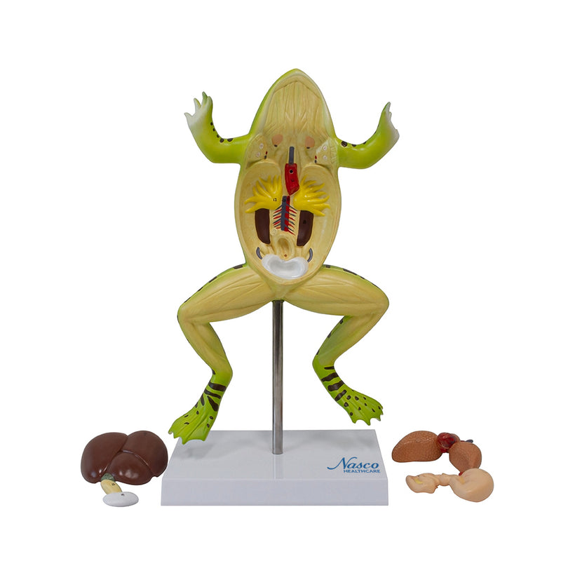 Load image into Gallery viewer, Frog Model, 3X Enlarged, 5-Parts