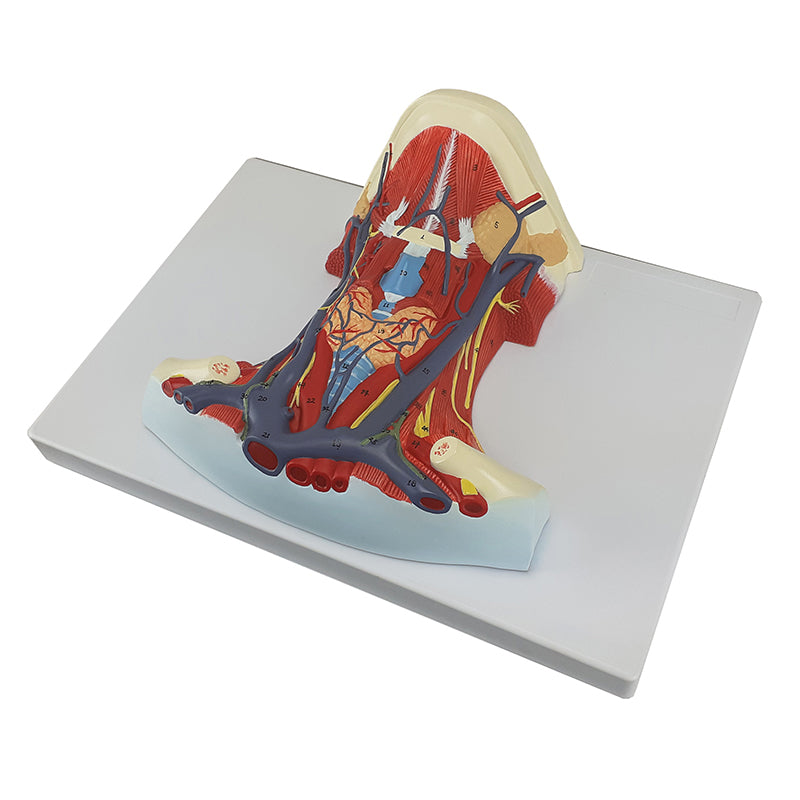 Load image into Gallery viewer, Neck and Throat Model with Muscles, Veins, and Arteries
