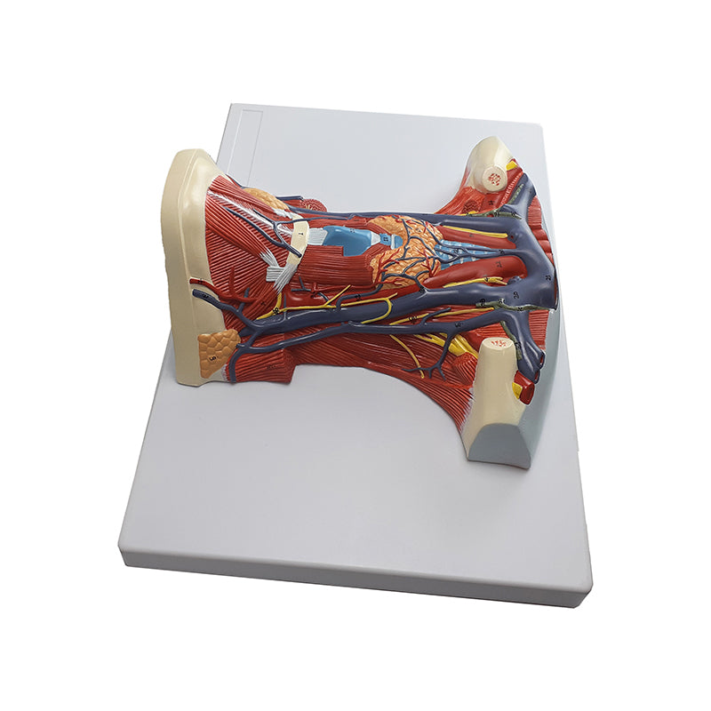 Load image into Gallery viewer, Neck and Throat Model with Muscles, Veins, and Arteries