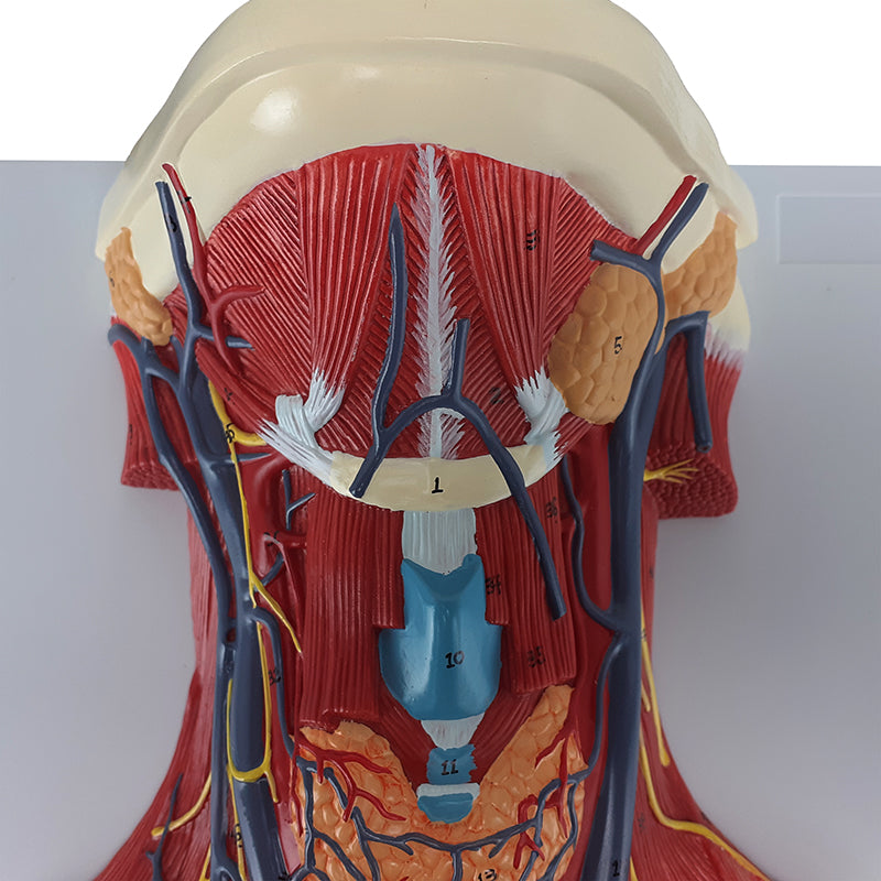 Load image into Gallery viewer, Neck and Throat Model with Muscles, Veins, and Arteries