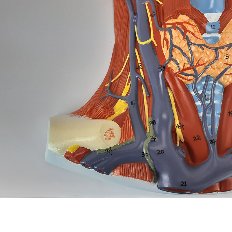 Load image into Gallery viewer, Neck and Throat Model with Muscles, Veins, and Arteries