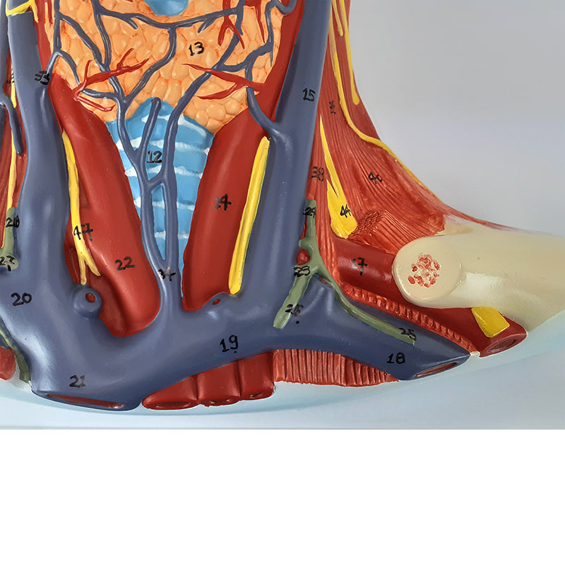 Load image into Gallery viewer, Neck and Throat Model with Muscles, Veins, and Arteries